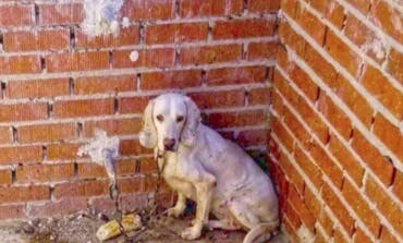 Piden 40 años de prisión para un cazador acusado de maltratar a 54 perros