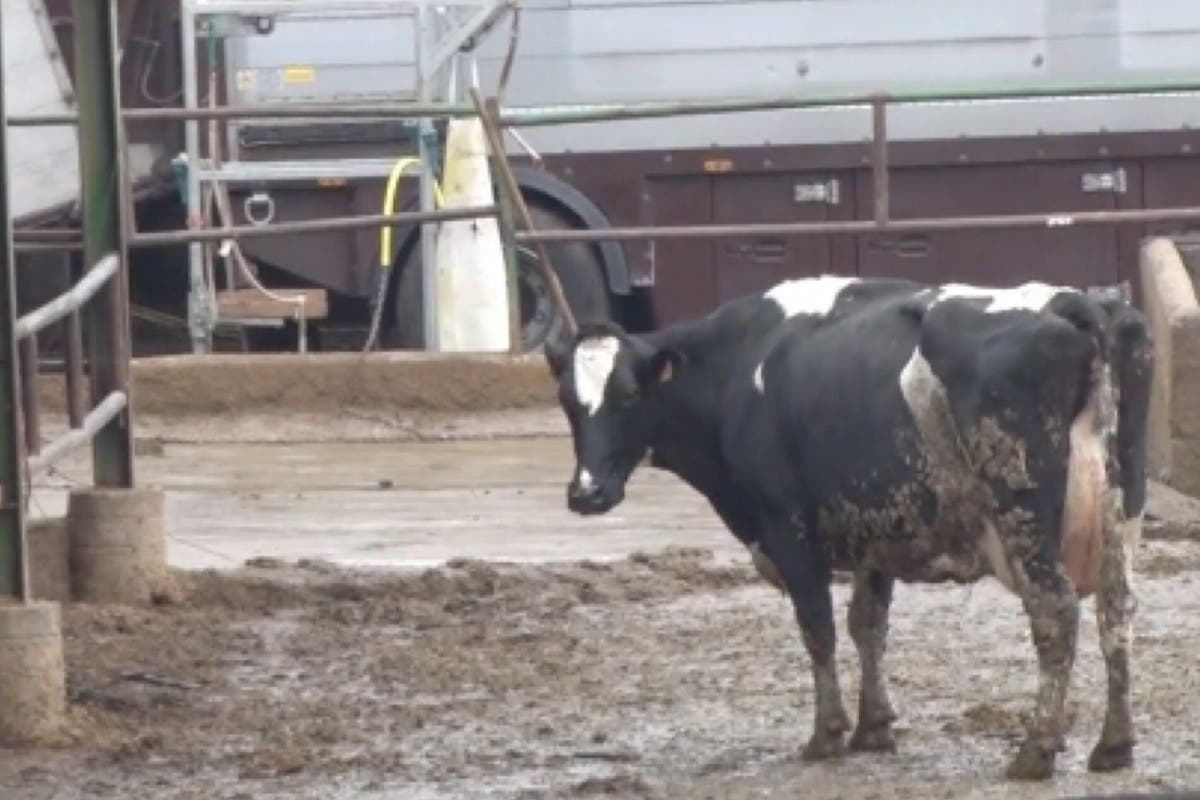 Las vacas de San Fernando ya tienen «nuevo hogar»