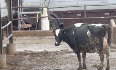 Las vacas de San Fernando ya tienen «nuevo hogar»