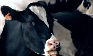 Se escapan las vacas del Ayuntamiento de San Fernando por falta de atención