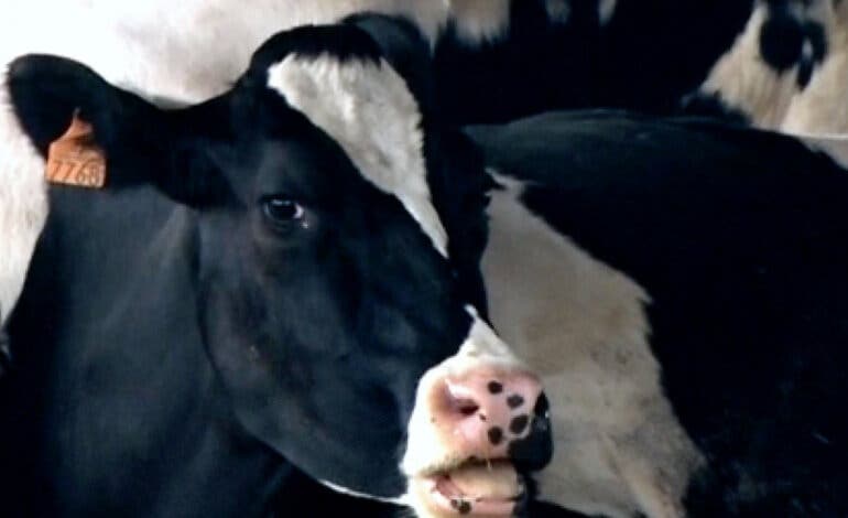 Se escapan las vacas del Ayuntamiento de San Fernando por falta de atención