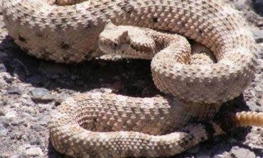 La Policía investiga al joven mordido por una serpiente de cascabel en Madrid