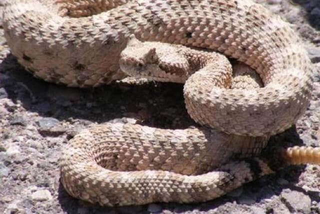 La Policía investiga al joven mordido por una serpiente de cascabel en Madrid