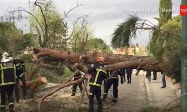 El fuerte viento provoca algunas incidencias en Alcalá y Coslada