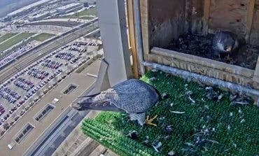 De los creadores de las cigüeñas youtubers: Los halcones de Torre Garena