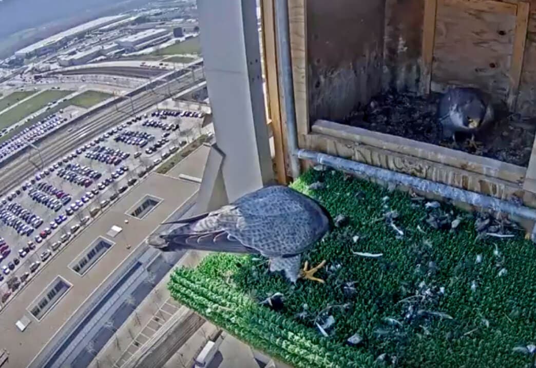 De los creadores de las cigüeñas youtubers: Los halcones de Torre Garena