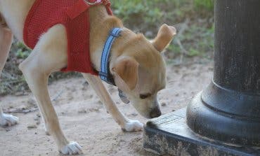 Crece la alarma por el robo de perros en parques de Madrid