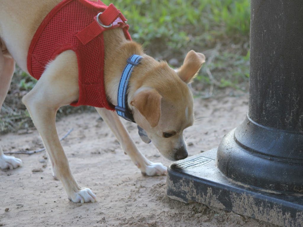 Guadalajara organiza un taller de educación canina 