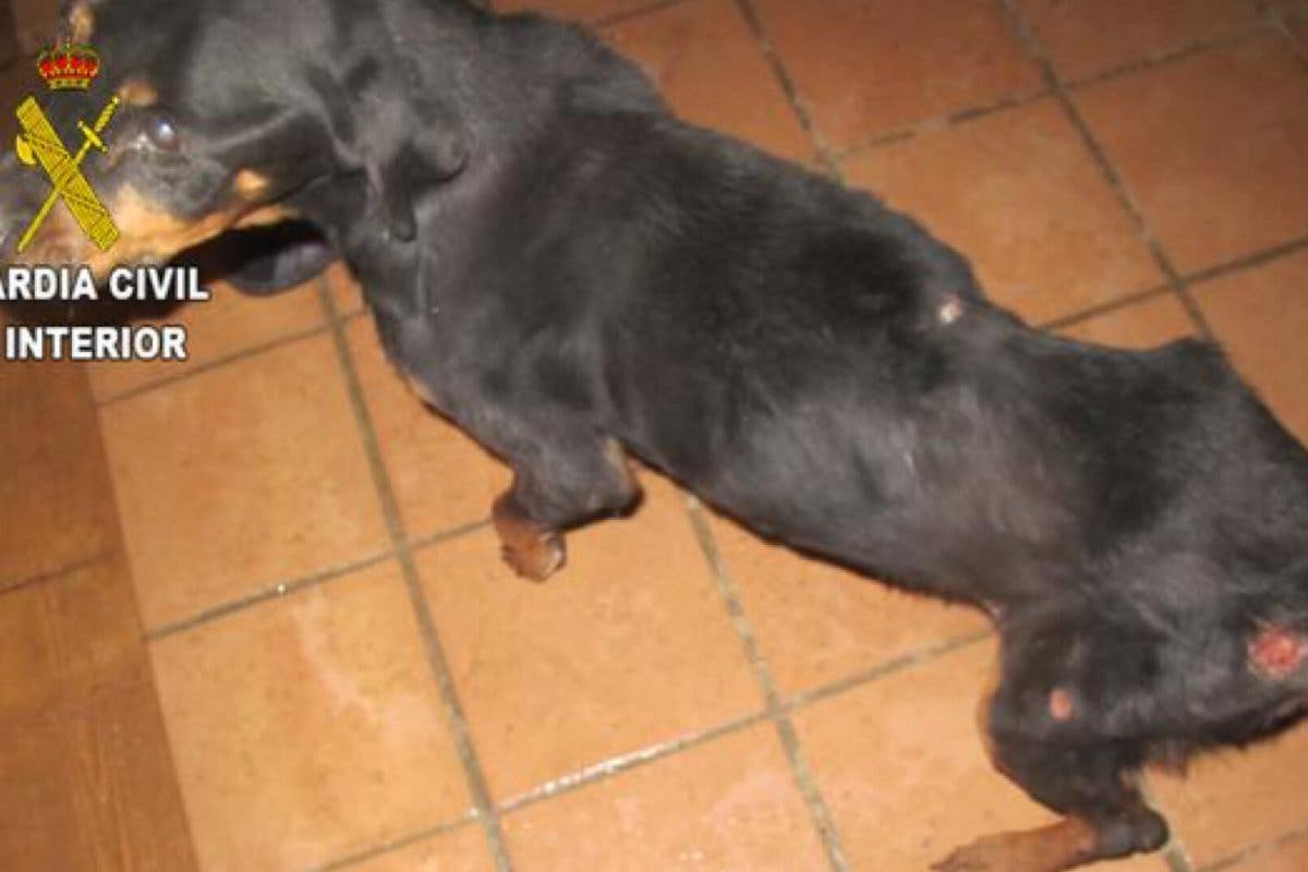 El Seprona investiga la muerte de un rottweiler en Chiloeches