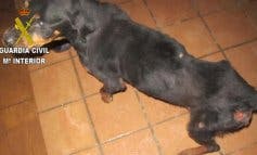 El Seprona investiga la muerte de un rottweiler en Chiloeches