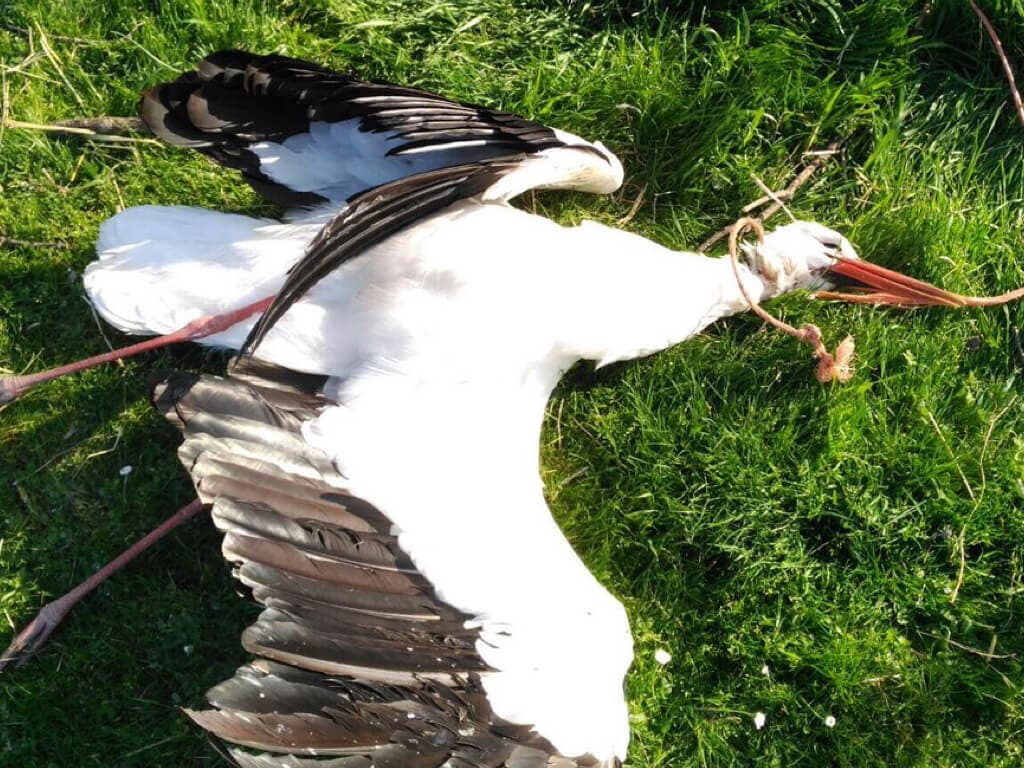 Encuentran una cigüeña ahorcada con una cuerda