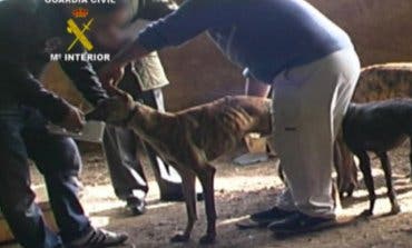 Cae una banda que robó tres perros galgos en Torrejón