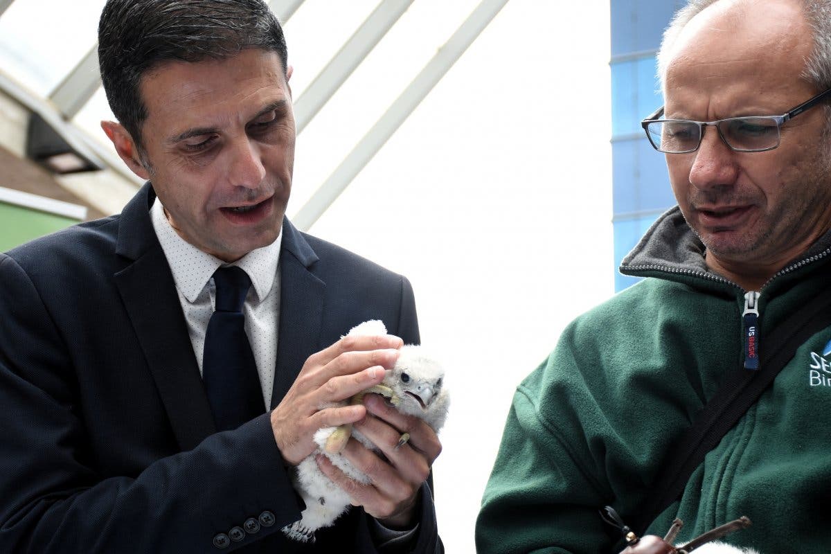 El halcón peregrino cría por segunda vez en el casco urbano de Alcalá