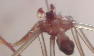 Un vecino de Vallecas encuentra una peligrosa araña en su baño