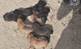 Hallan 8 cachorros rodeados de residuos peligrosos en la Cañada Real