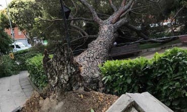 En San Fernando de Henares los árboles «se caen por todas partes»