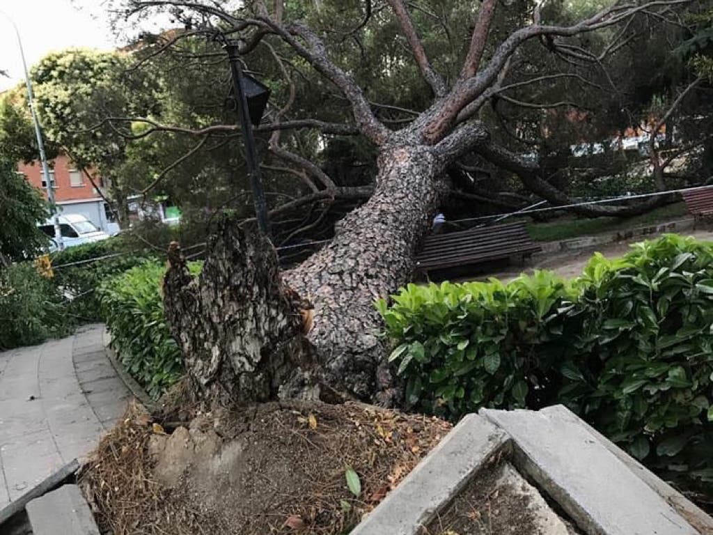 En San Fernando de Henares los árboles «se caen por todas partes»