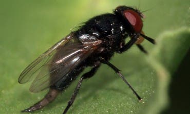 Torrejón descarta «motivos de alarma» sobre la mosca negra en el Henares
