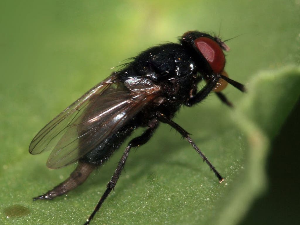 Torrejón descarta «motivos de alarma» sobre la mosca negra en el Henares