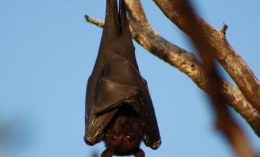 Rivas comienza a combatir a los mosquitos con murciélagos