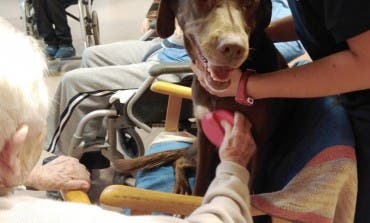 Tina, la perrita que ayuda a los mayores con Alzheimer de Guadalajara