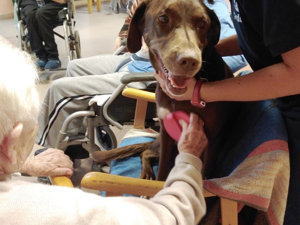 Tina, la perrita que ayuda a los mayores con Alzheimer de Guadalajara