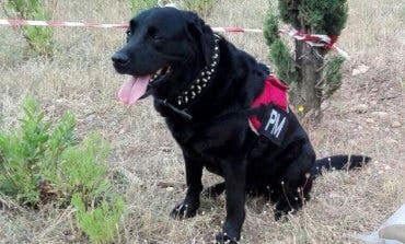 Runa, la perrita que evitó una masacre en Alcalá de Henares