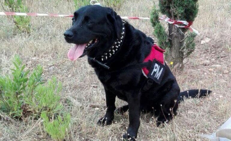 Runa, la perrita que evitó una masacre en Alcalá de Henares