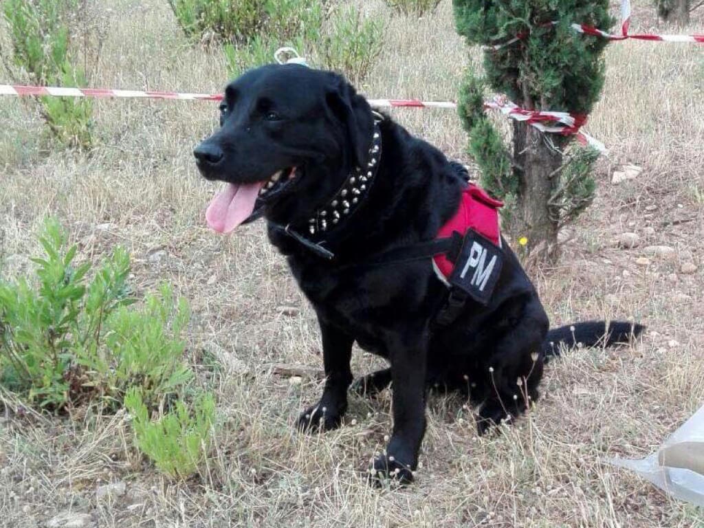 Runa, la perrita que evitó una masacre en Alcalá de Henares