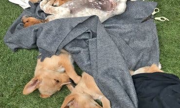 Consiguen hogar los cachorros rescatados de la basura en Cabanillas