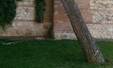 Alcalá tala varios árboles inclinados por la tormenta