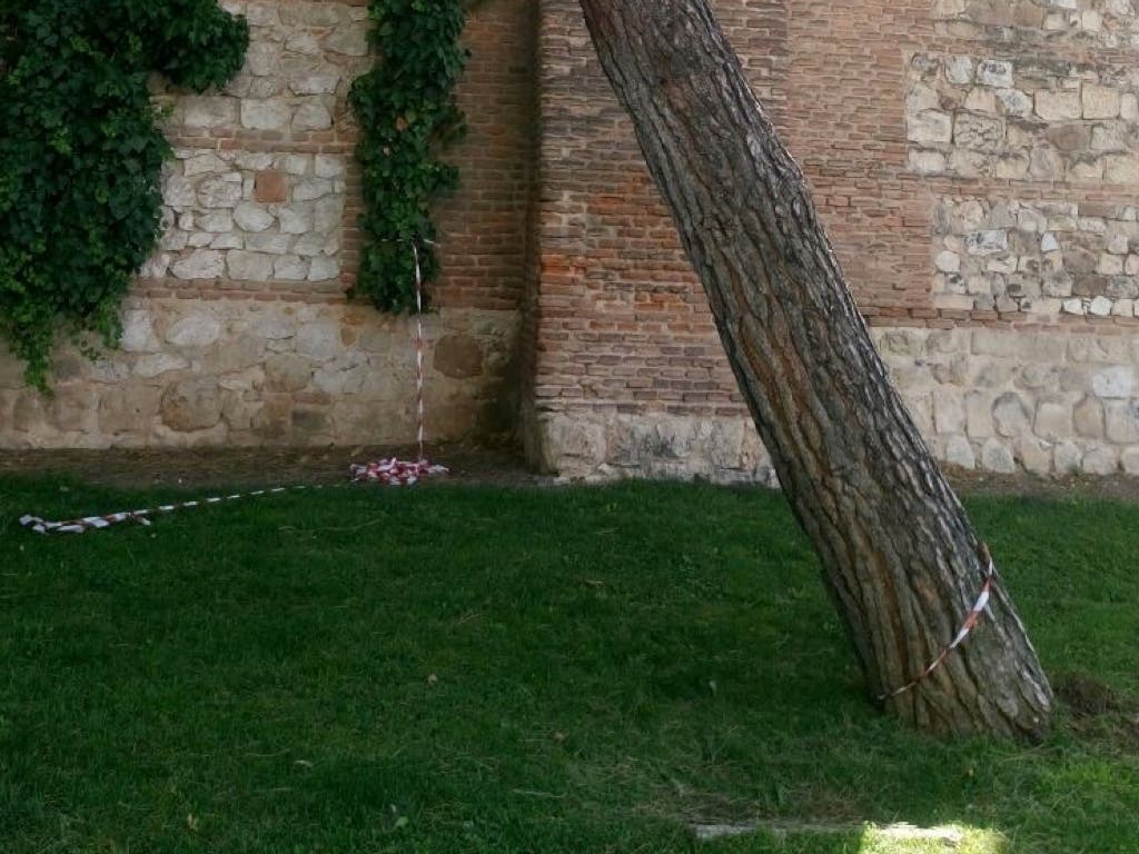 Alcalá tala varios árboles inclinados por la tormenta