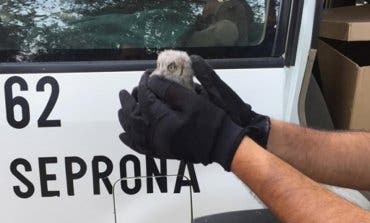 Recuperan un polluelo de Búho Real en Guadalajara