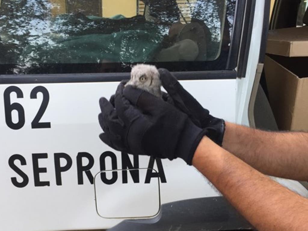 Recuperan un polluelo de Búho Real en Guadalajara