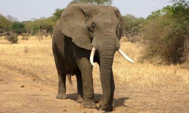 Muere un turista de Guadalajara atacado por un elefante en Etiopía