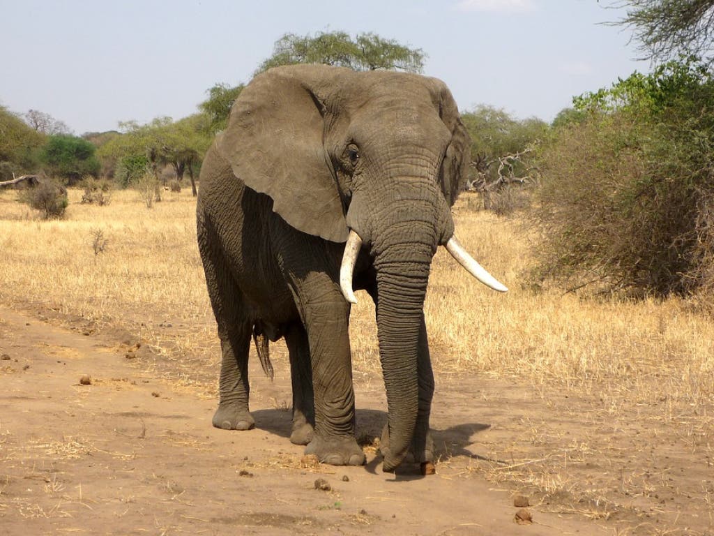 Muere un turista de Guadalajara atacado por un elefante en Etiopía