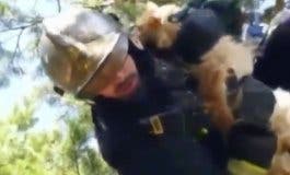 Los Bomberos rescatan a un gato atrapado en un árbol