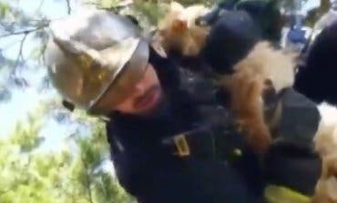 Los Bomberos rescatan a un gato atrapado en un árbol