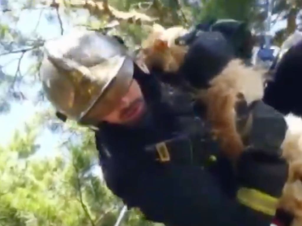 Los Bomberos rescatan a un gato atrapado en un árbol