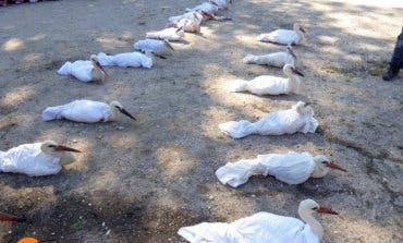 Alcalá libera 22 pollos de cigüeñas tras su paso por el hospital
