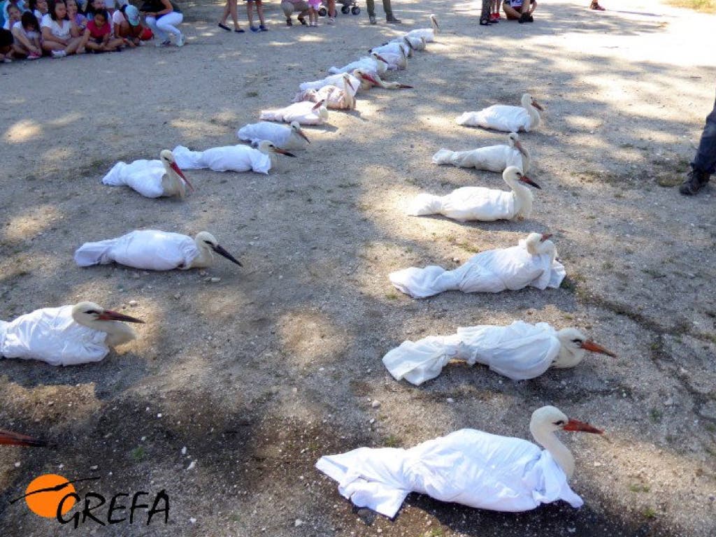 Alcalá libera 22 pollos de cigüeñas tras su paso por el hospital