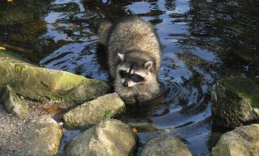 Hallan un mapache herido junto al río Henares