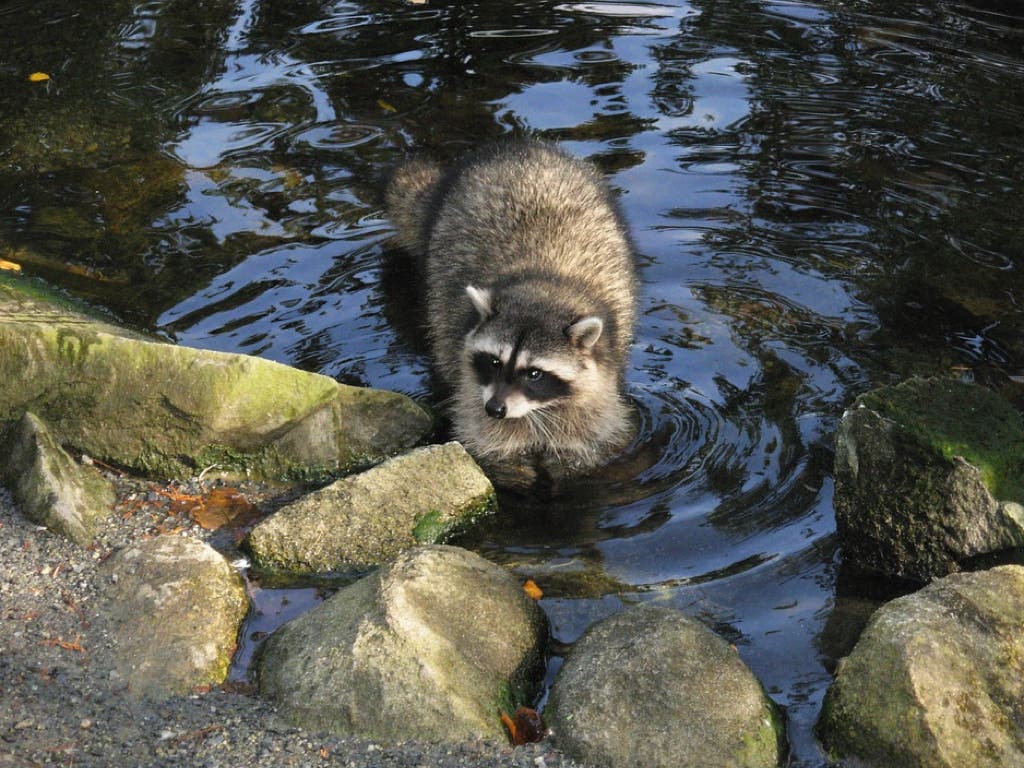 Hallan un mapache herido junto al río Henares