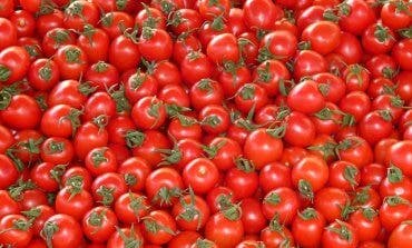 Se busca el tomate más grande de Paracuellos