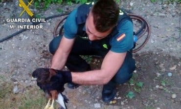 Encuentran un Águila de Harris en Guadalajara sin poder volar