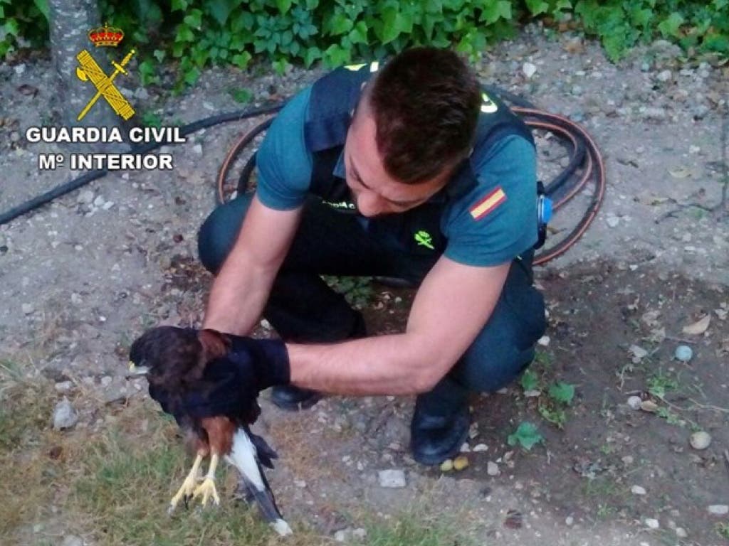 Encuentran un Águila de Harris en Guadalajara sin poder volar