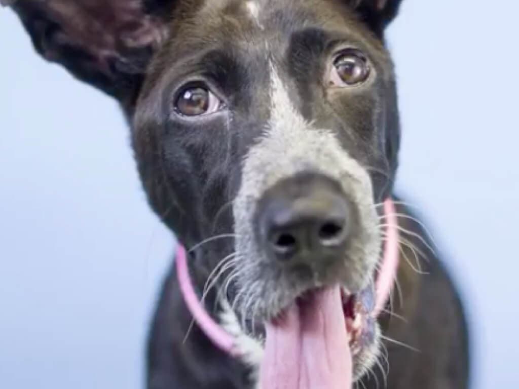 Bahía fue cruelmente abandonada en Torrejón