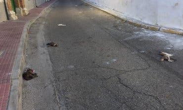 Aparecen tres gatos muertos en plena calle en Loeches