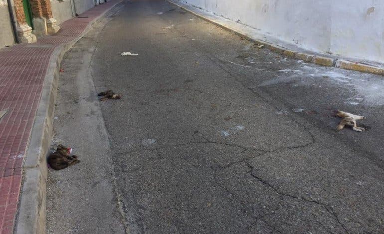 Aparecen tres gatos muertos en plena calle en Loeches