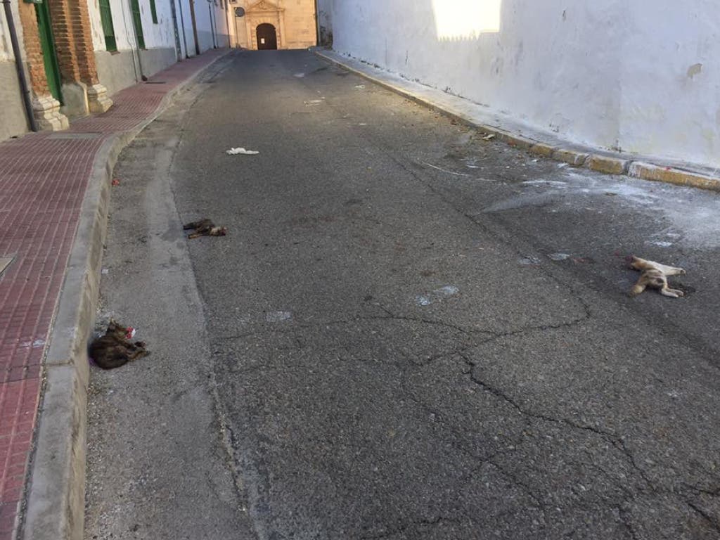 Aparecen tres gatos muertos en plena calle en Loeches